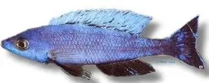 Cyprichromis leptosoma kitumba jumbo ciklid XL stimfisk