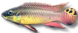 Näsets Ciklidhobby Pelvicachromis taeniatus dehane akvariefisk över 5,5 cm