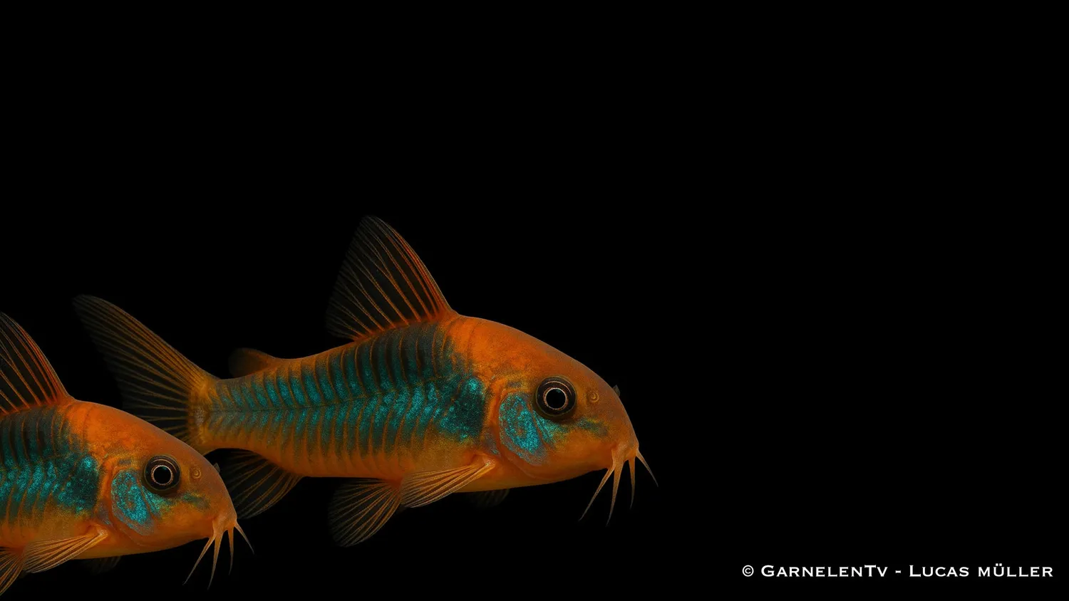 Garnelen TV Corydoras venezuelanus pansarmal orange