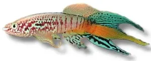 Näsets Ciklidhobby Aphyosemion sjoestedti killifisk 6-7cm par