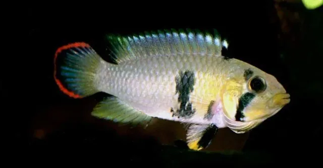 Näsets Ciklidhobby Apistogramma panduro akvariefisk dvärgciklid