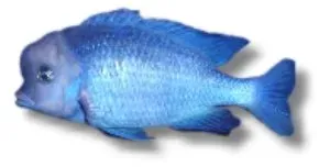 Näsets Ciklidhobby Haplochromis moorii Blue Dolphin ciklid 2-3cm