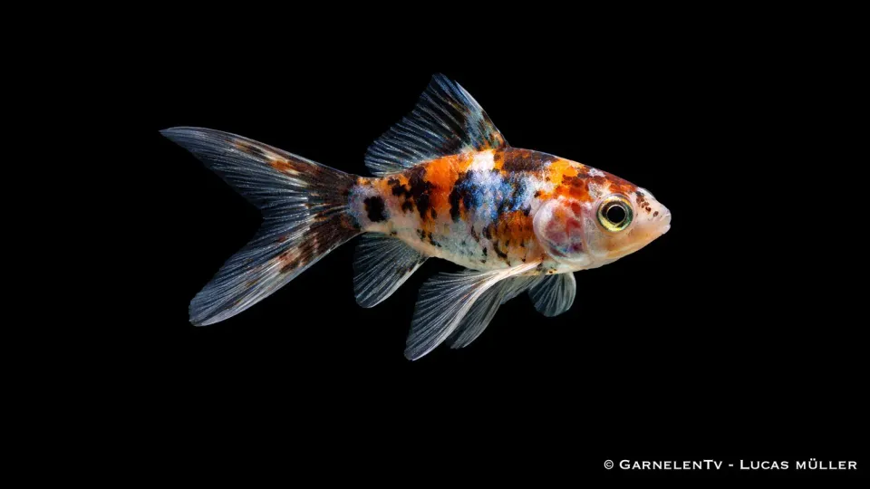 Garnelen TV Shubunkin guldfisk 18-20 cm calico
