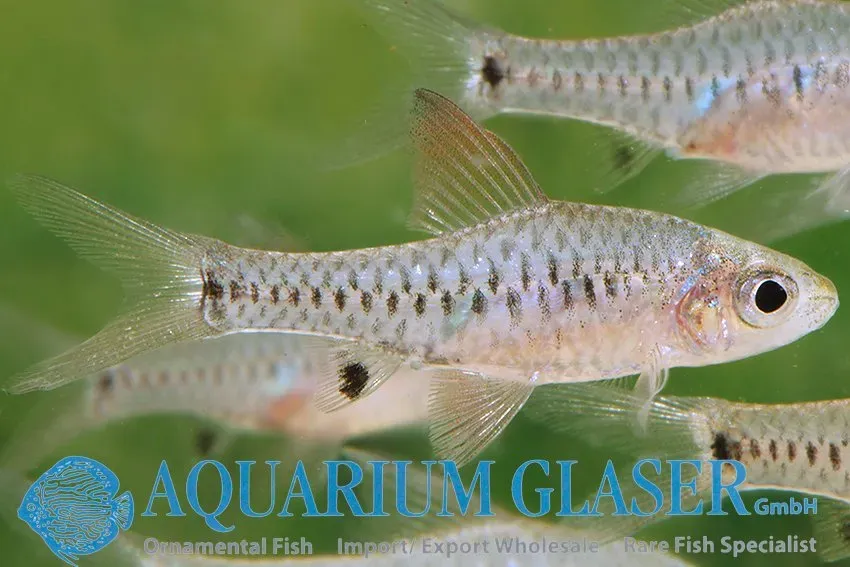 Näsets Ciklidhobby Oreichthys parvus röd barb md