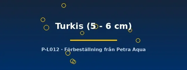 Aulonocara Turkis ciklid 5-6 cm