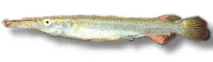 Näsets Dermogenys pusillus akvariefisk 3-4 cm ytlevande