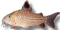 Näsets Ciklidhobby Corydoras julii leopard mal ö4 cm