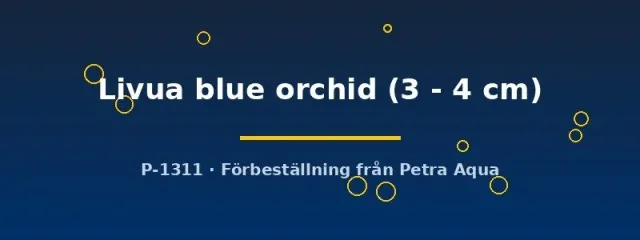 Näsets Ciklidhobby Cyprichromis Livua Blue Orchid ciklid 3–4cm