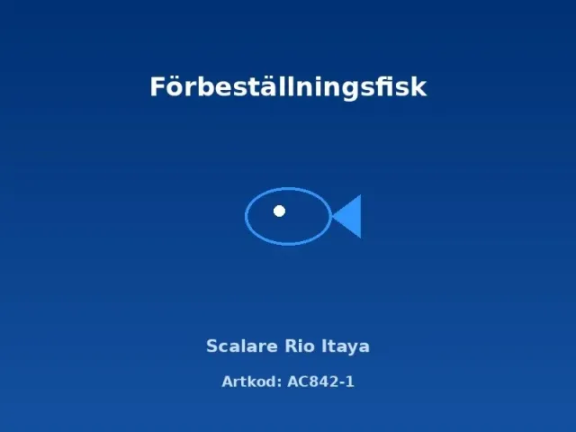 Näsets Rio Itaya scalar fisk 3–3,5 cm seglare