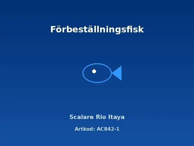 Näsets Rio Itaya scalar fisk 3–3,5 cm seglare