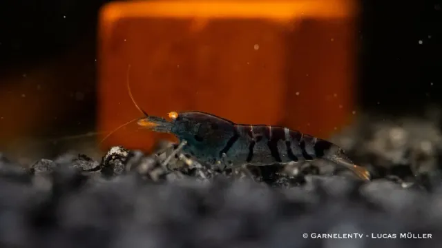 Garnelen TV Blue Tiger räka Caridina mariae deep blue