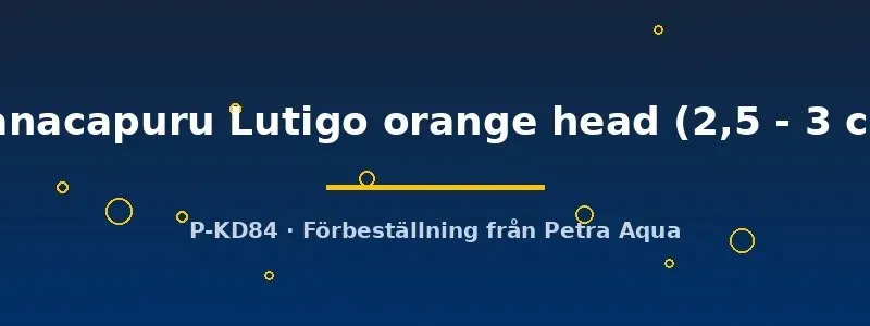Näsets Ciklidhobby Manacapuru skalar akvariefisk 2,5–3 cm orange