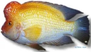 Näsets Ciklidhobby Red Devil Cichlasoma citrinellum akvariefisk 4–5 cm