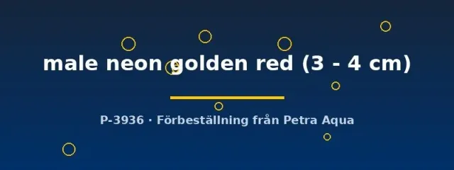 Poecilia ret. neon golden red guppy hane 3–4 cm