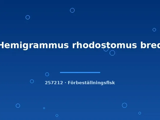 Näsets Ciklidhobby Hemigrammus rhodostomus akvariefisk md stim