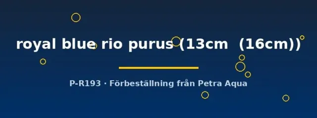 Petra-Aqua Discus Royal Blue Rio Purus diskus 13–16 cm blå