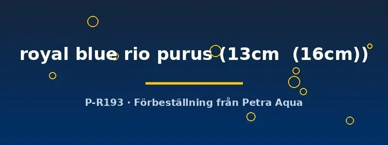 Petra-Aqua Discus Royal Blue Rio Purus diskus 13–16 cm blå
