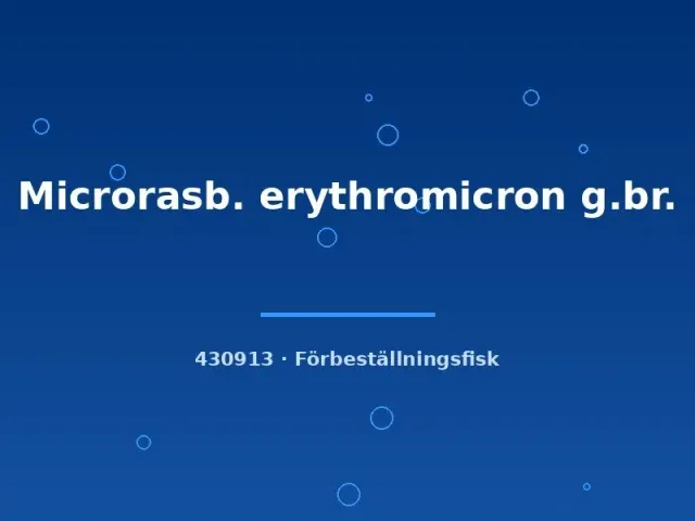Näsets Ciklidhobby erythromicron dvärgrasbora md