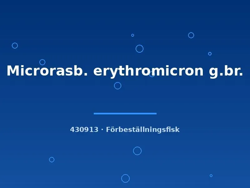Näsets Ciklidhobby erythromicron dvärgrasbora md