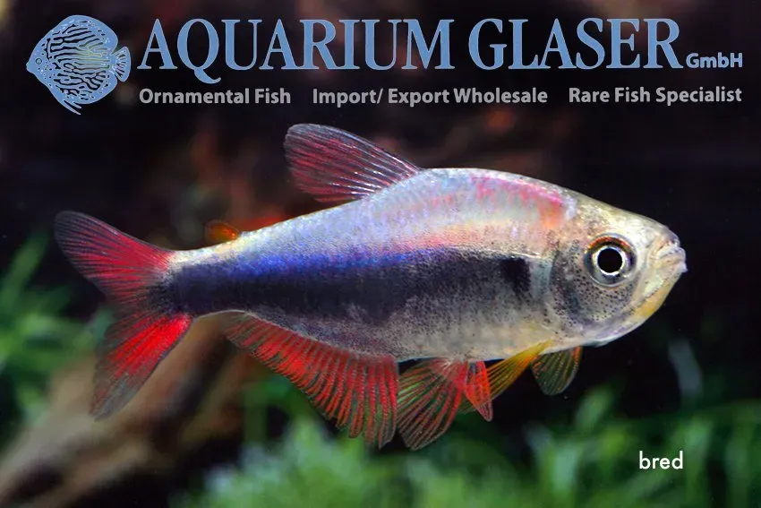 Näsets Ciklidhobby Red-Blue-Peru Tetra akvariefisk xlg vild