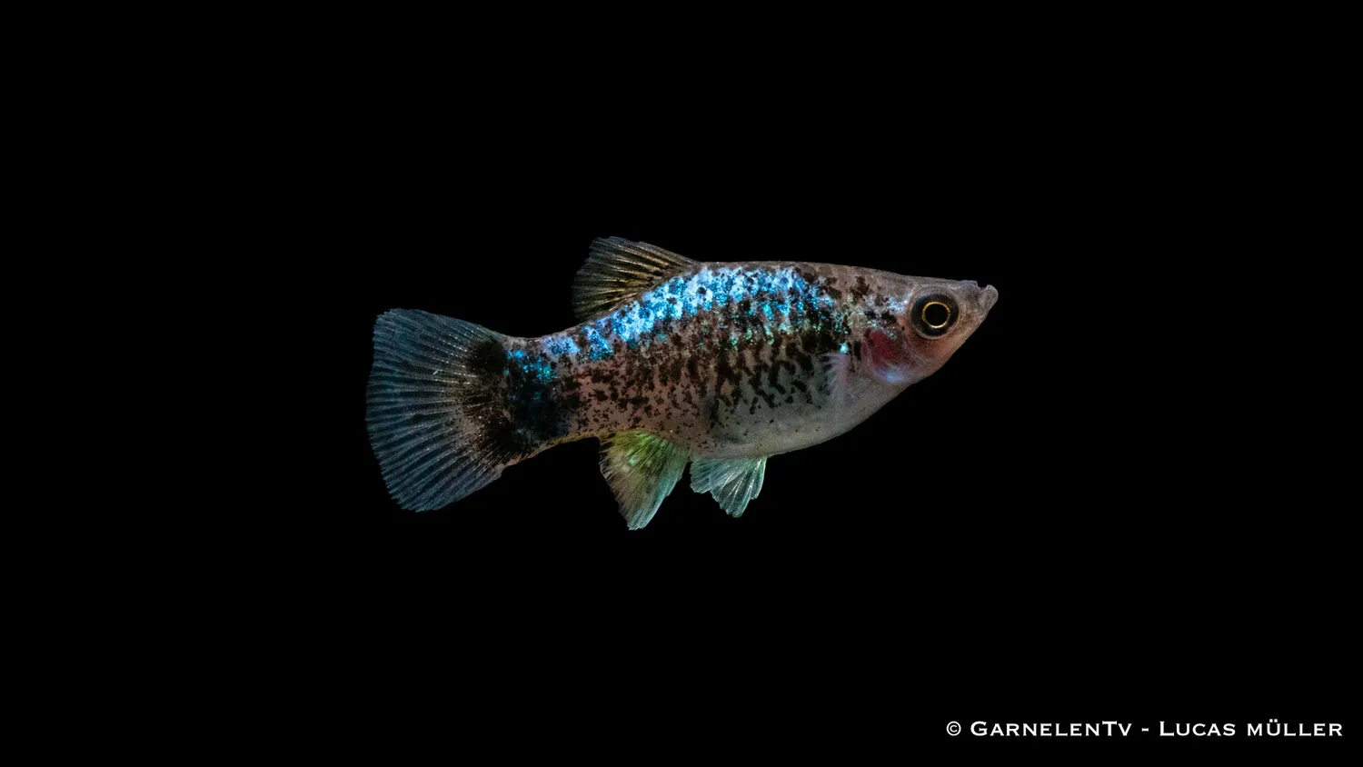 Garnelen TV Platy Blue Spotted akvariefisk 5-7 cm