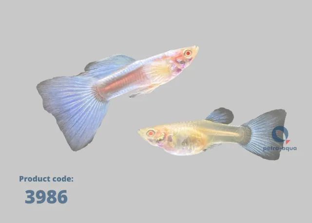Näsets Ciklidhobby Albino Sky Blue guppy 2–3 cm par