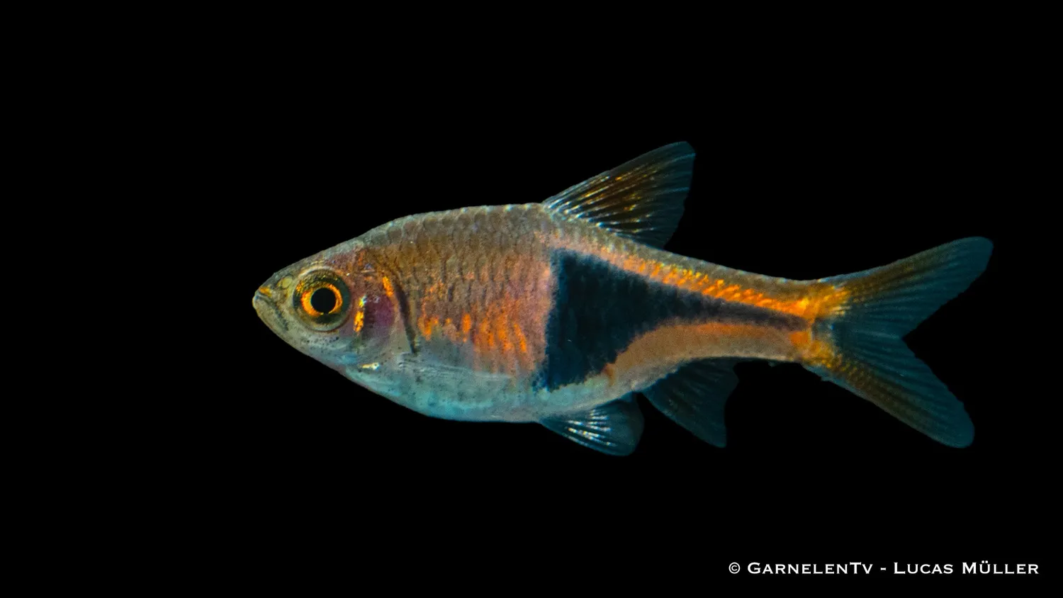 Garnelen TV Hengels kilfläcksrasbora stimfisk Trigonostigma henge