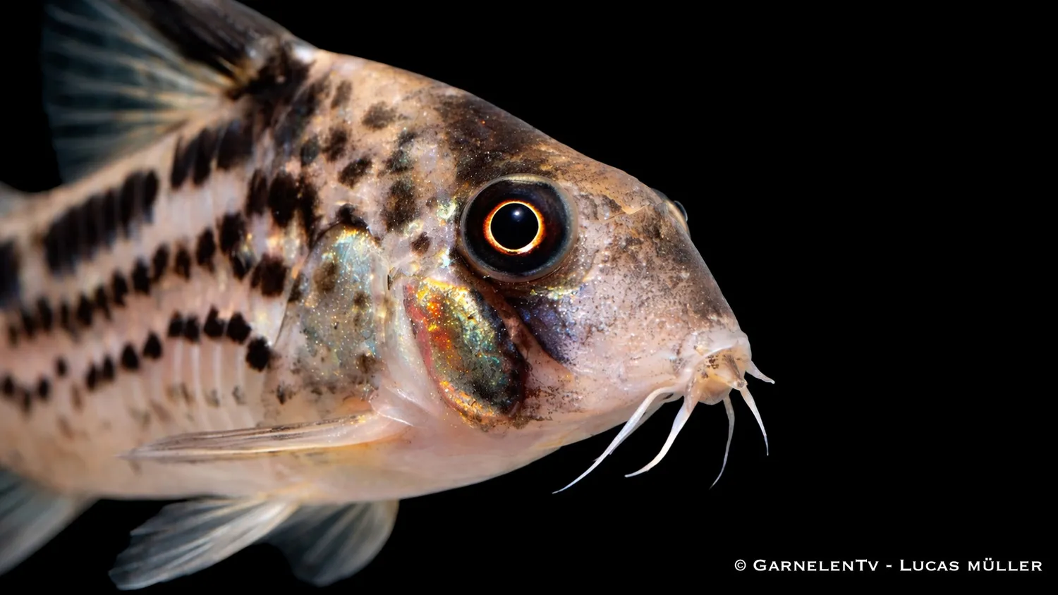 Garnelen TV Snedband pansarmal bottenfisk Corydoras loxozonus