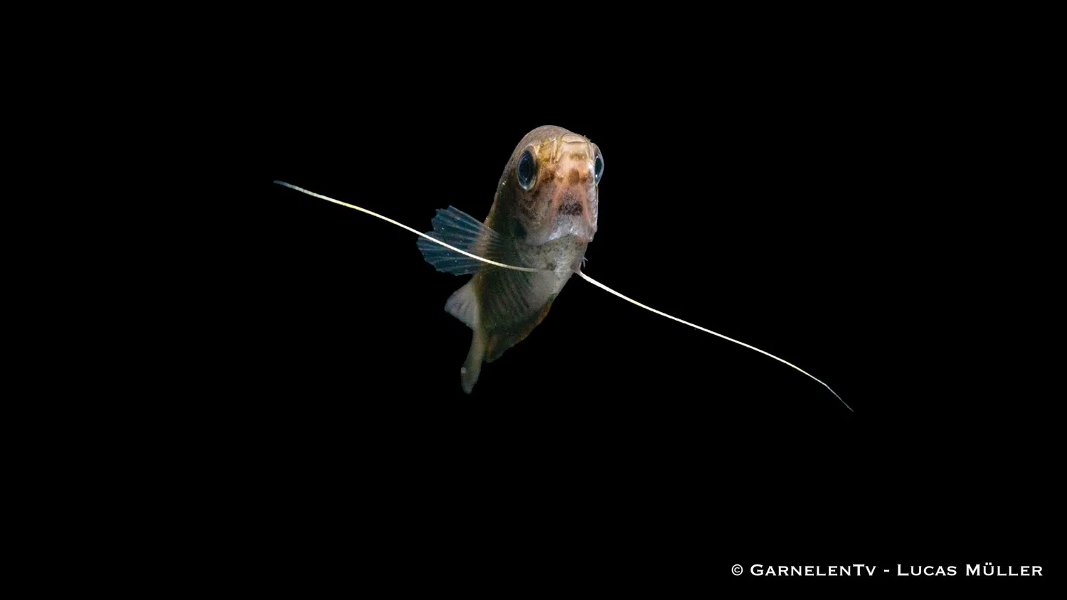 Garnelen TV Trichopodus fasciata akvariefisk randig gurami