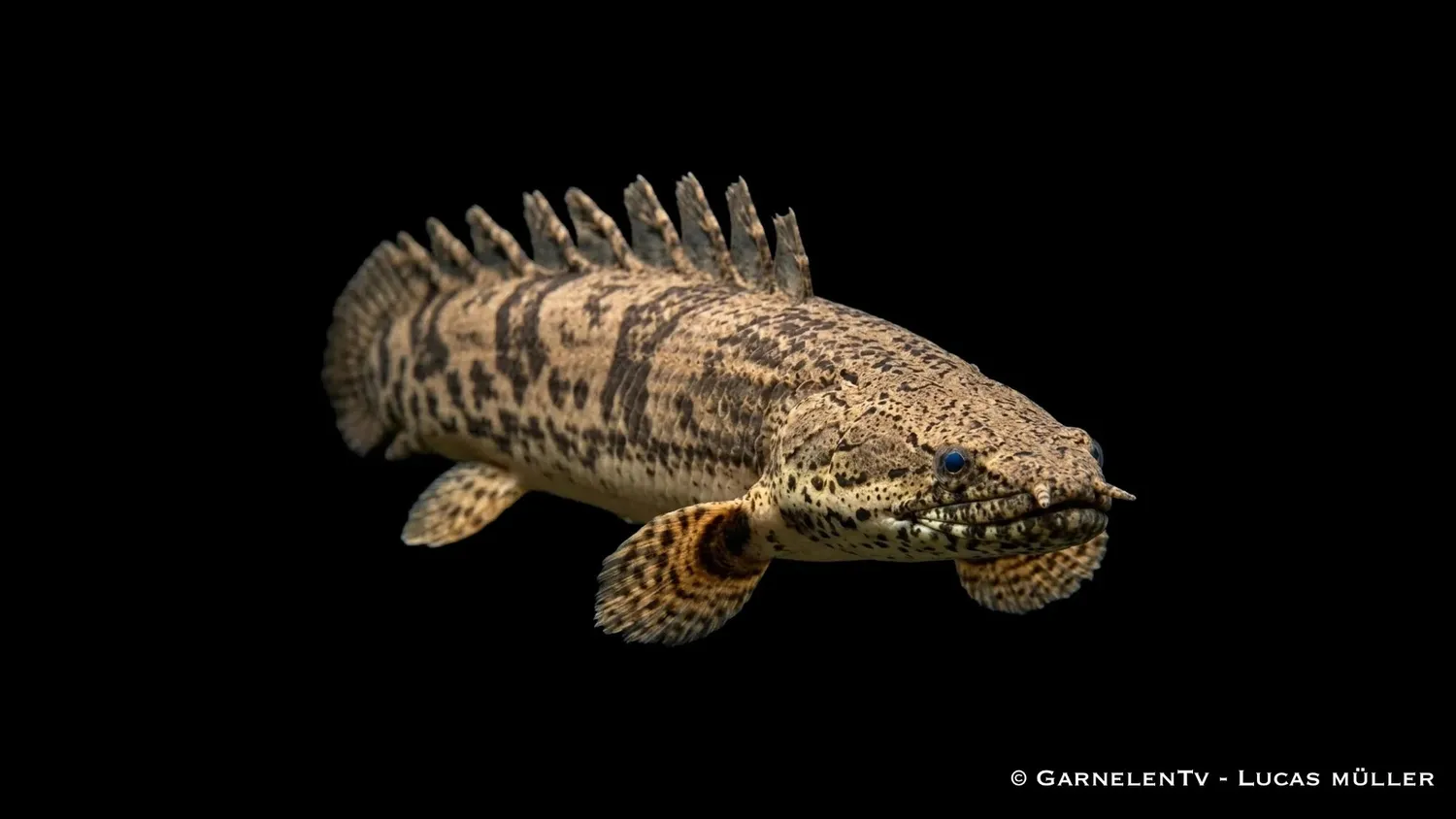Garnelen TV Endlicheri fengädda Polypterus rovfisk