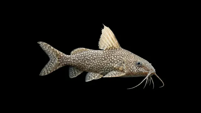 Garnelen TV Synodontis njassae mal Malawi 10-12 cm