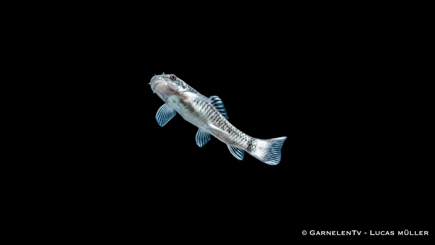 Garnelen TV Garra flavatra pandasugbarb akvariefisk 6–8 cm