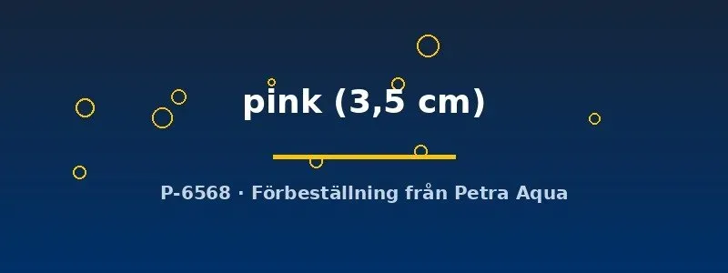 Näsets Ciklidhobby Poecilia ret. pink akvariefisk 3,5 cm rosa par