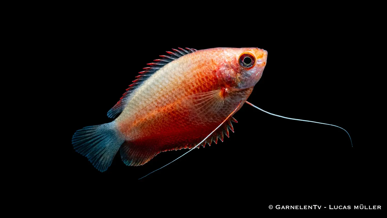 Garnelen TV Colisa labiosa röd gurami akvariefisk 8–9 cm