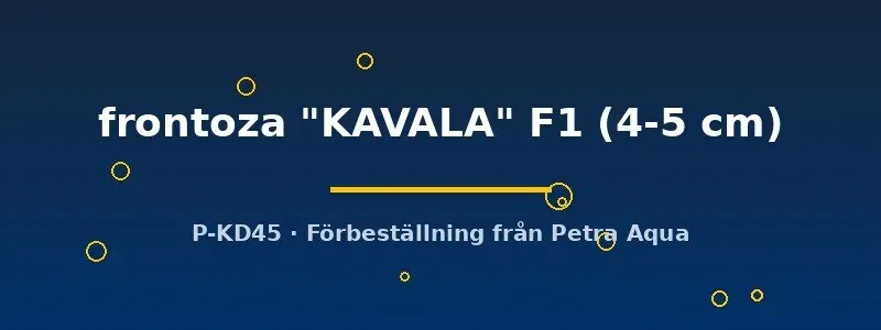 Näsets Ciklidhobby Cyphotilapia Frontosa Kavala F1 akvariefisk 4–5 cm