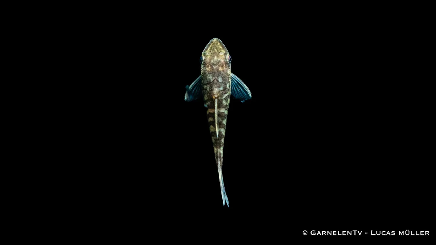 Garnelen TV Zebra Otocinclus cocama sugmal algätare