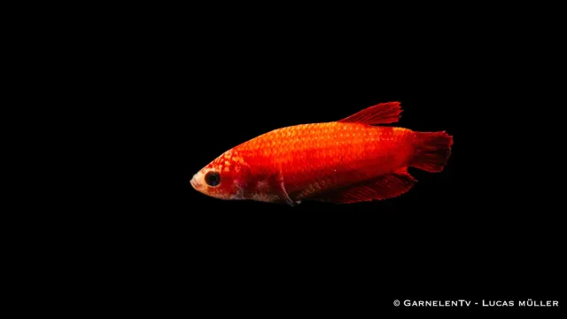 Garnelen TV Plakat kampfisk hona Betta splendens kortfenad
