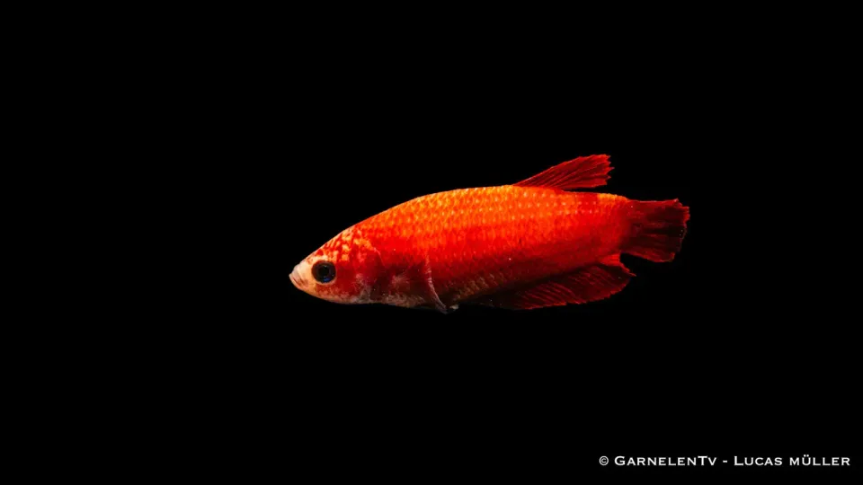 Garnelen TV Plakat kampfisk hona Betta splendens kortfenad