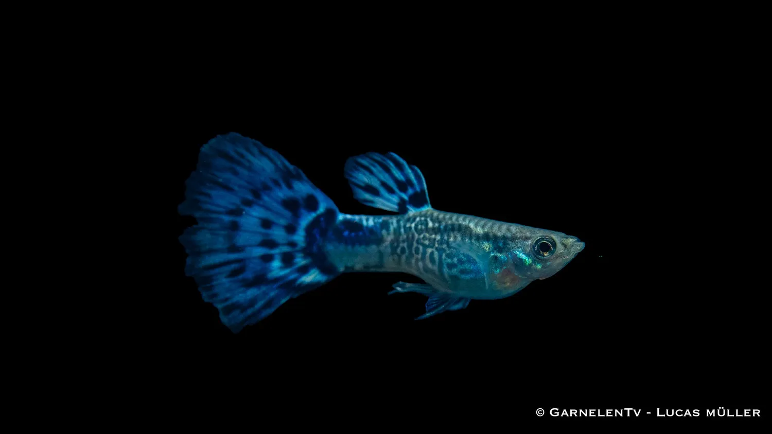Garnelen TV Snakeskin Poecilia reticulata guppy hane blå