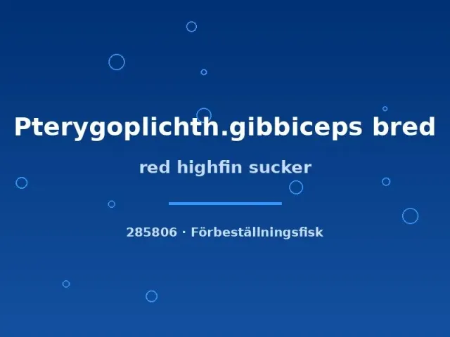Näsets Ciklidhobby Red highfin sucker sugmal 12–15 cm röd
