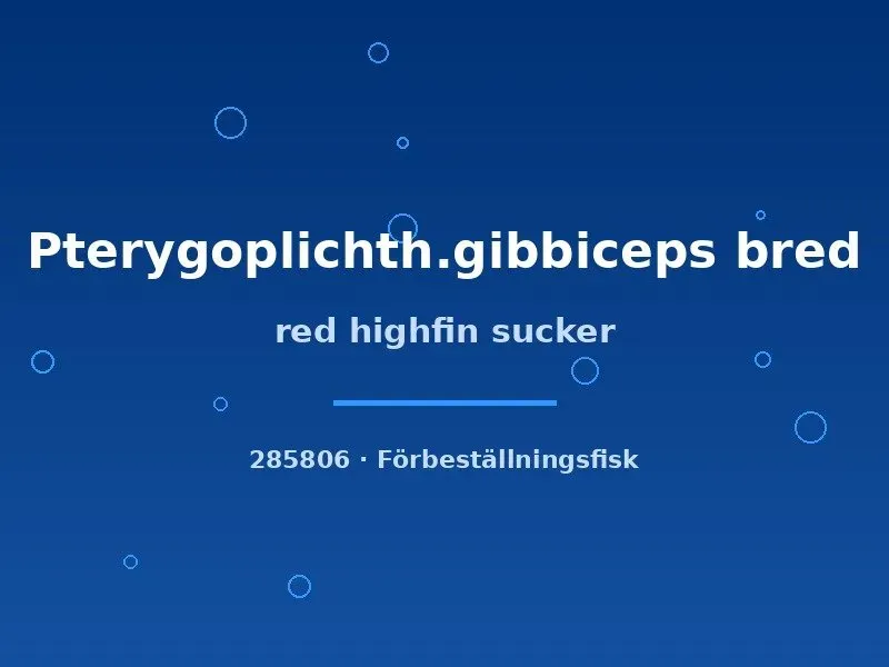 Näsets Ciklidhobby Red highfin sucker sugmal 12–15 cm röd