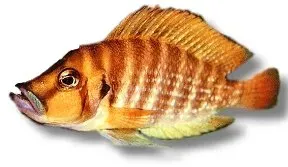 Lamprologus comp. kigoma ciklid 4–5 cm Tanganyika