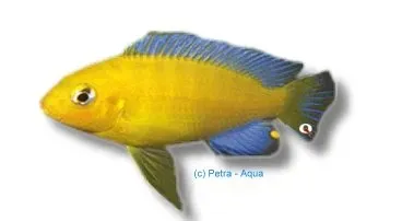 Näsets Ciklidhobby Pseudotropheus barlowi mbuna 4–5 cm blå
