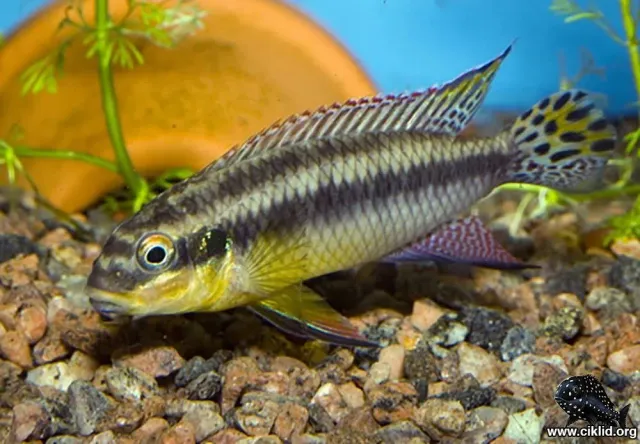 Näsets Ciklidhobby Pelvicachromis kribensis Moliwe ciklid 3,5–4 cm
