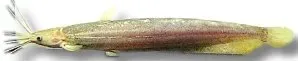 Näsets Ciklidhobby Heteropneustes fossilis mal över 12 cm