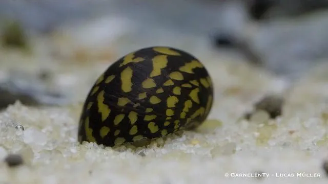 Garnelen TV Batik Neritina variegata algätande snäcka 1 st