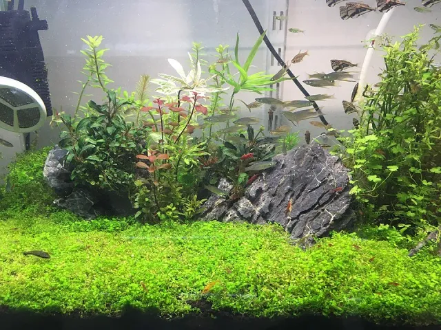 Hemianthus callitrichoides Cuba akvarieväxt In Vitro Cup matta