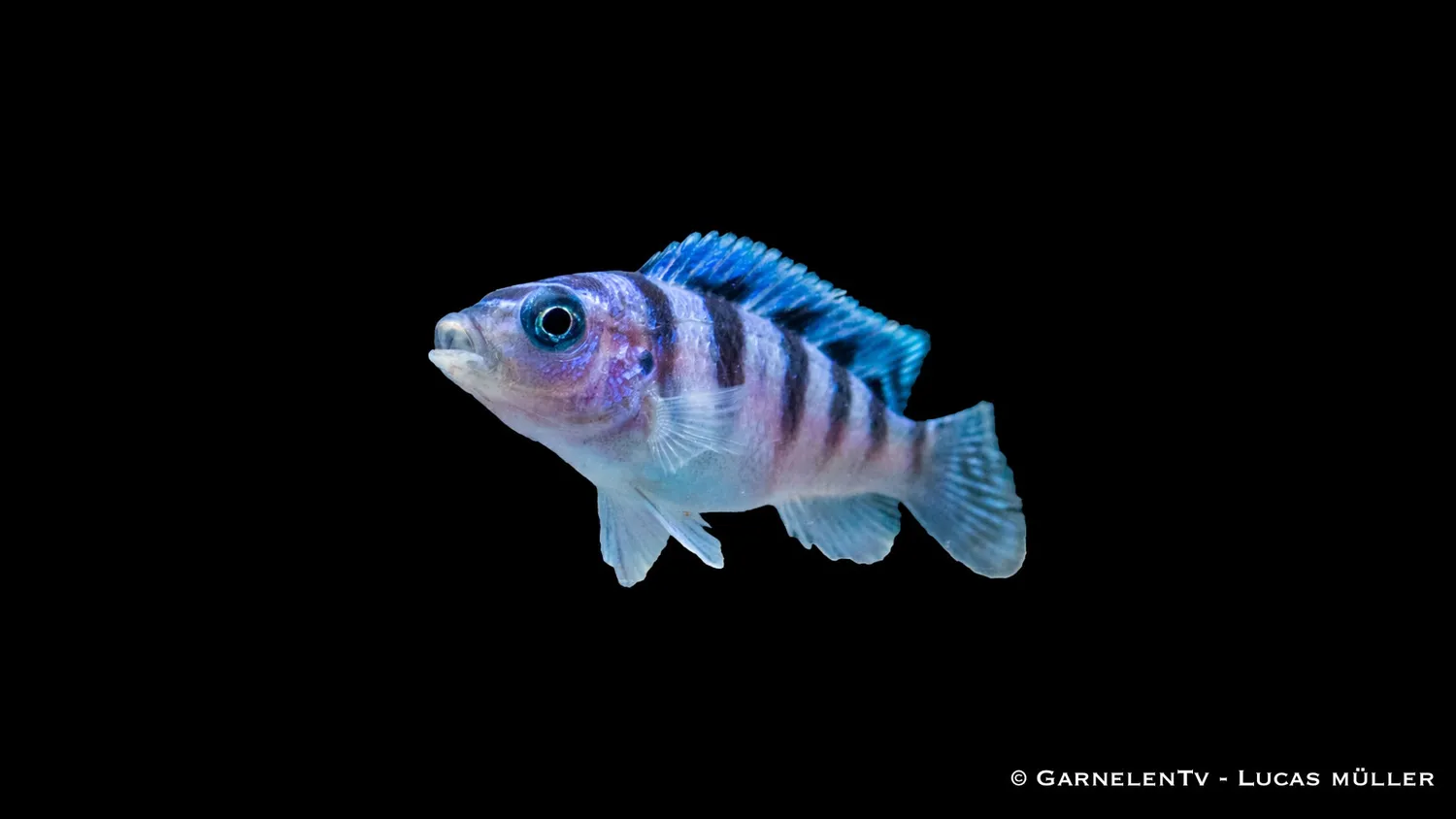 Garnelen TV Lombardoi Pseudotropheus lombardoi ciklid