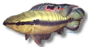 Näsets Ciklidhobby Peru Crenicichla proteus ciklid 4–5 cm