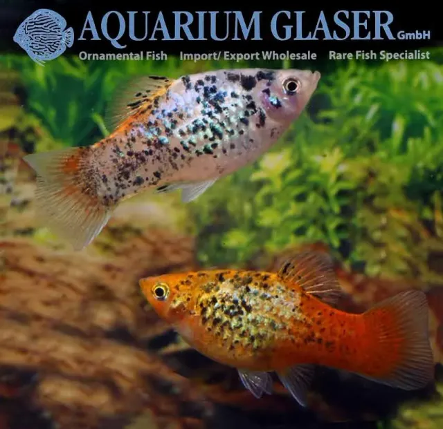 Näsets Ciklidhobby Platy Rainbow Pepper & Salt akvariefisk lg